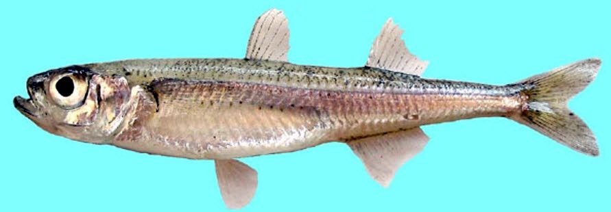 Atherina boyeri_006.jpg